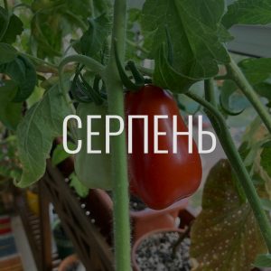 Донати за серпень